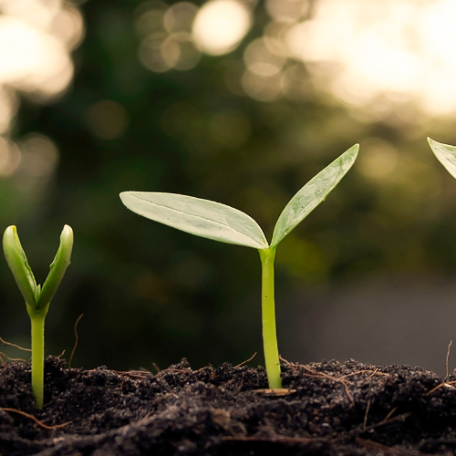 Sustainability & The Environment